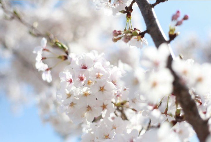 이그녹스 4월 밀롱가 : 눈부신 만개, 정기의 깊이를 더하다 –